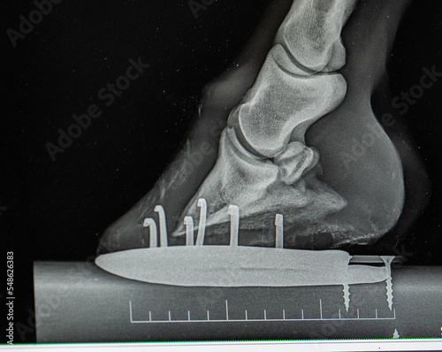 close up x-ray of horses lower front leg showing horse show and nails as well as hoof foot ankle and other lower equine leg bones x-ray taken by veterinarian to diagnose foot or leg lameness issue 
