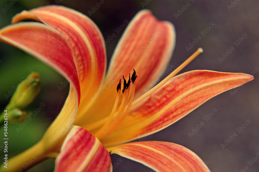 Fototapeta premium Day lily