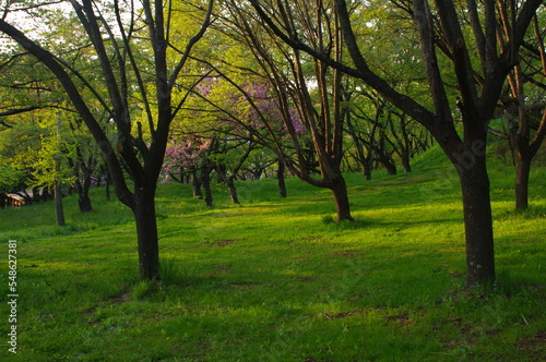Landscape photo of a green park