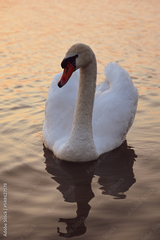 Obraz premium White Swan on Lake in Sunset