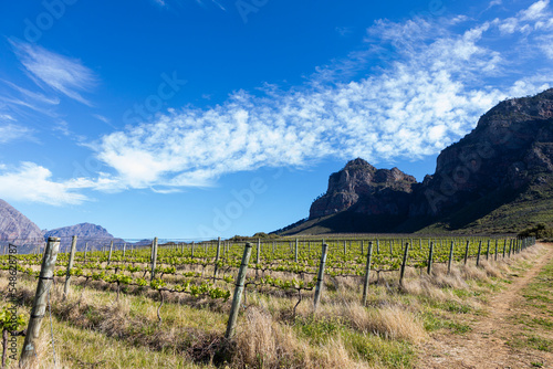 South Africa, Boschendal, Rows of vines growing in vineyard in mountain scenery photo