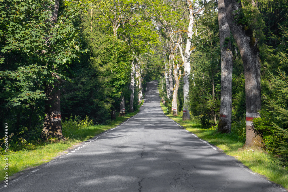 Forest road passing through dense green forest Forest road passing through dense green forest