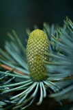 Vertical selective focus image of weeping spruce of a new cone