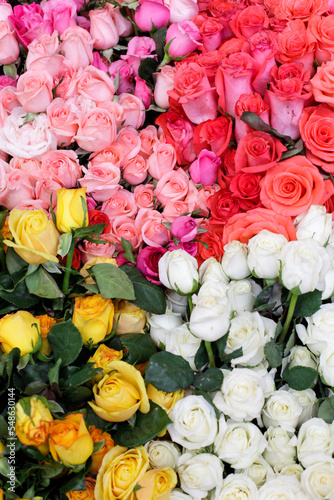 Selection of multi-colored roses arranged in bouquets