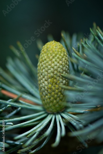 Vertical selective focus image of weeping spruce  of a new cone photo