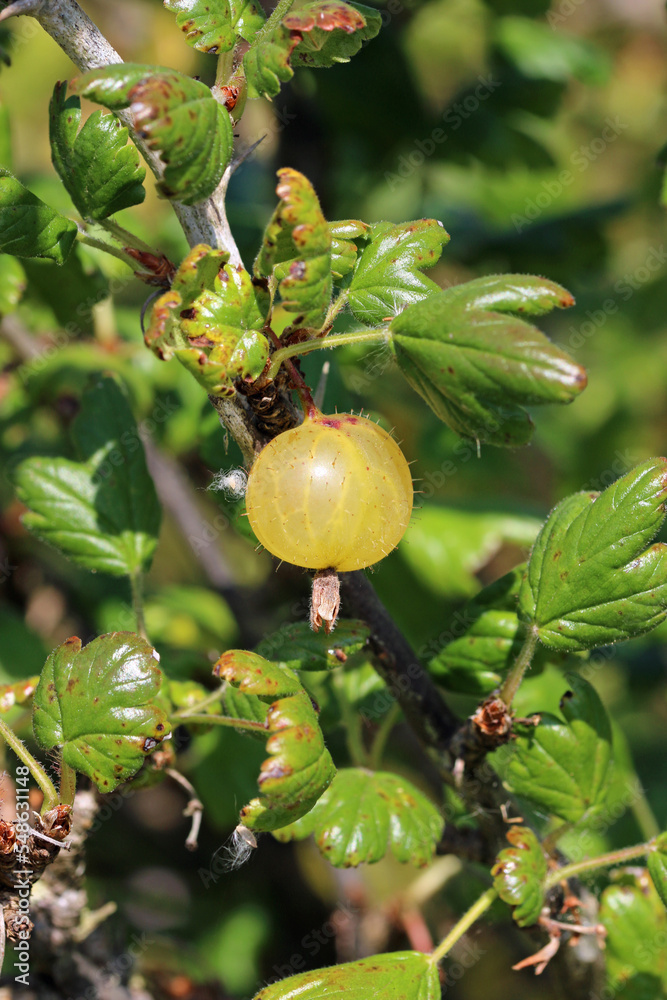 Green gooseberry fruit on a bush in close up