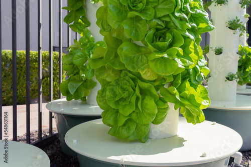 Green lettuce growing on a vertical hydroponic tower system photo