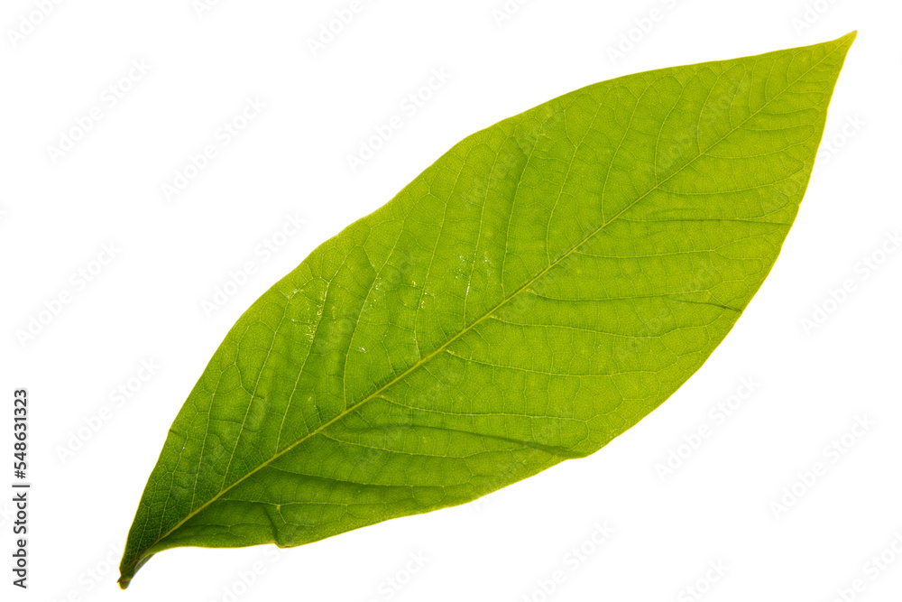 切抜き素材　ポポーの葉っぱ