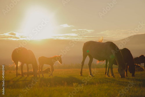 Fototapeta Naklejka Na Ścianę i Meble -  horses graze in a clearing with green grass in the rays of sunset