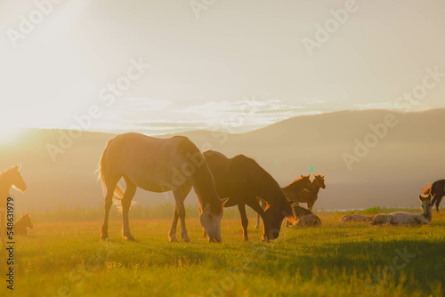 horses graze in a clearing with green grass in the rays of sunset