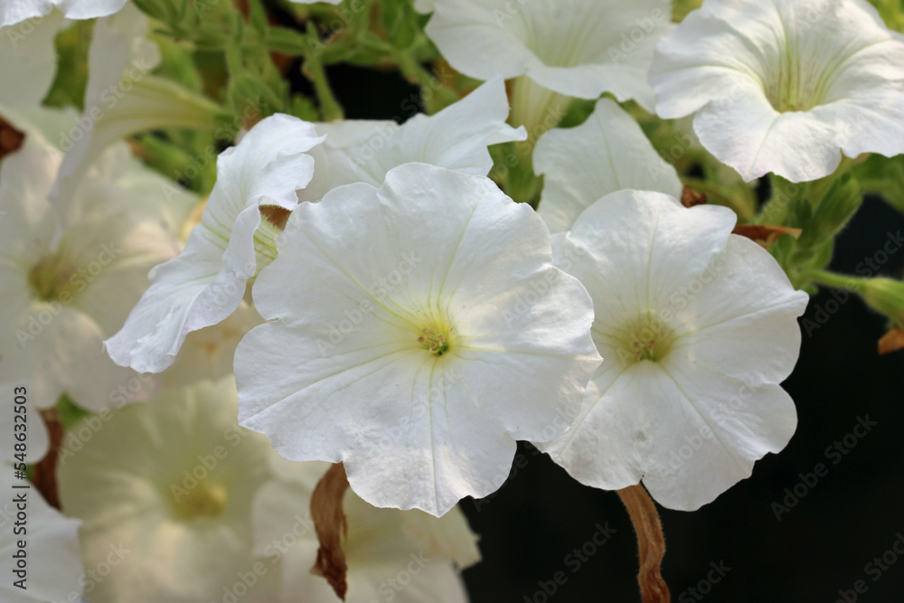 White petunia flowers in a hanging basket in close up