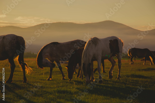 a herd of horses walks in a clearing in the reflection of a sunset © Дмитрий Ткачев