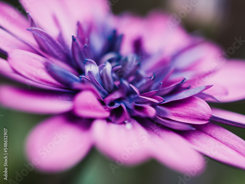 close up of a purple flower