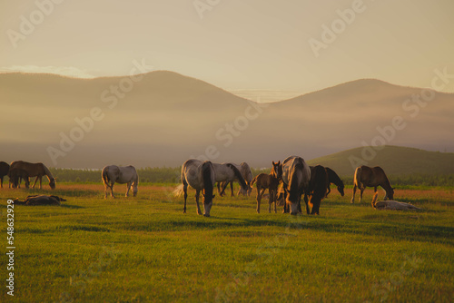 in the distance a herd of horses grazes in the rays of the setting sun