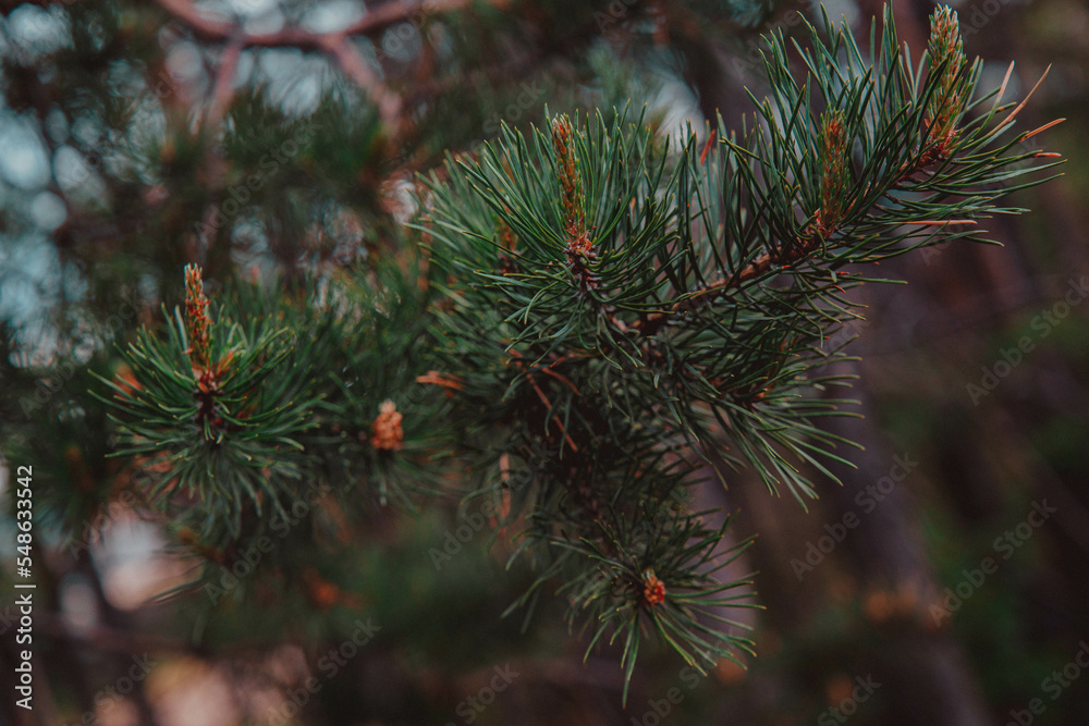 pine branch with green needles and young cones close-up