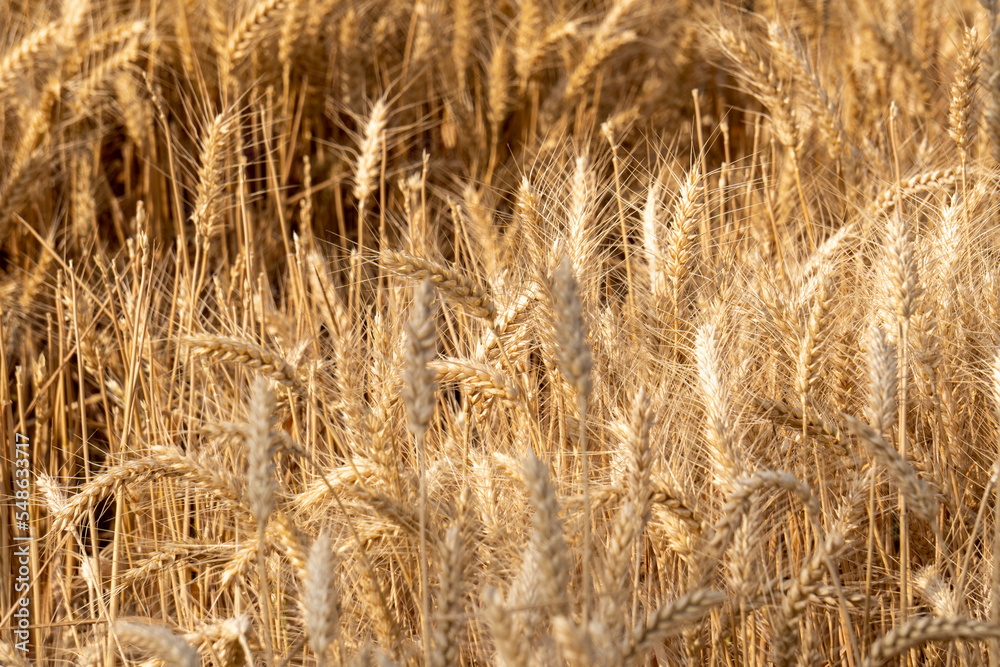 Fototapeta premium Fields of golden yellow, ripe wheat.