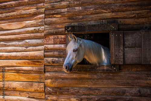 A horse framed by a wood window