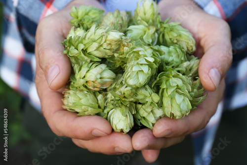 Man holding fresh green hops on blurred background, closeup