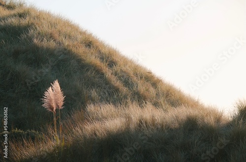 Anawhata beach  photo