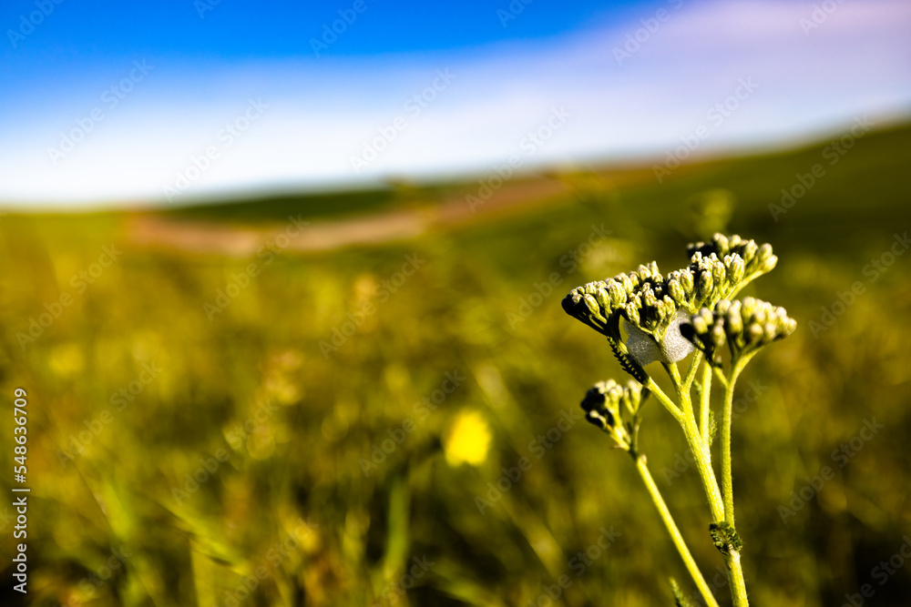 Obraz premium Wildflower with Bubbles 2