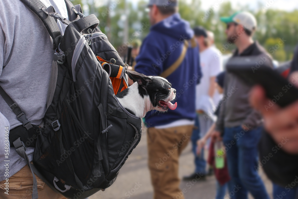 dog breed black french bulldog or pug sits in a backpack with his tongue hanging out, which hangs on the back of a man. They walk around the city dog breed black french bulldog or pug sits in a backpack with his tongue hanging out, which hangs on the back of a man. They walk around the city
