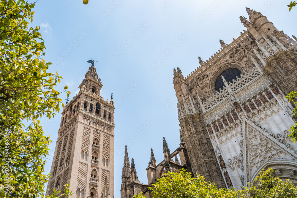 Fototapeta premium Perspective of the facade of the Puerta de la Concepción and the Giralda, an old mosque minaret integrated into the Cathedral of Seville, between orange tree leaves, SPAIN