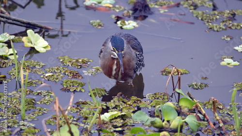 Striated heron (Butorides striatus) foraging in a pond in the La Segua wetland near Chone, Ecuador photo