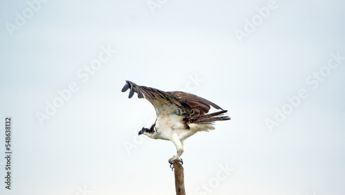 Snail kite (Rostrhamus sociabilis) with its wings extended perched on a post in the La Segua wetland near Chone, Ecuador photo