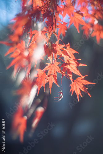 紅葉 © kanako