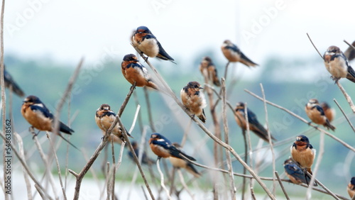 Flock of Barn swallows (Hirundo rustica) perched on sticks in the La Segua wetland near Chone, Ecuador photo