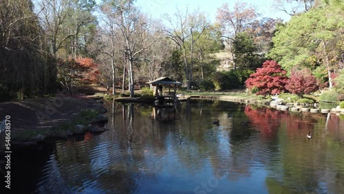 Ducks swimming in a peaceful pond