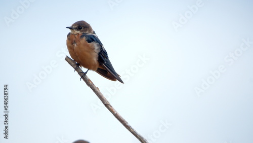 Barn swallow (Hirundo rustica) perched on a stick in the La Segua wetland near Chone, Ecuador photo