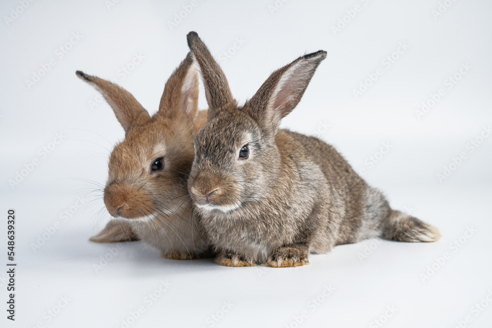 Fototapeta premium Rabbit isolated on a white background