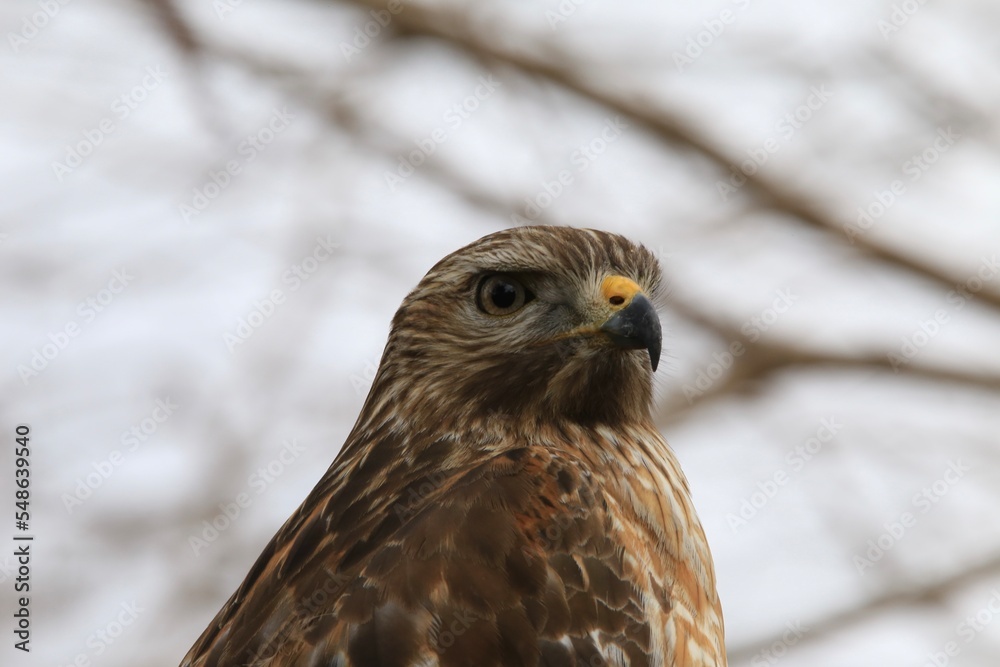 Obraz premium Hawk bird portrait in the wild