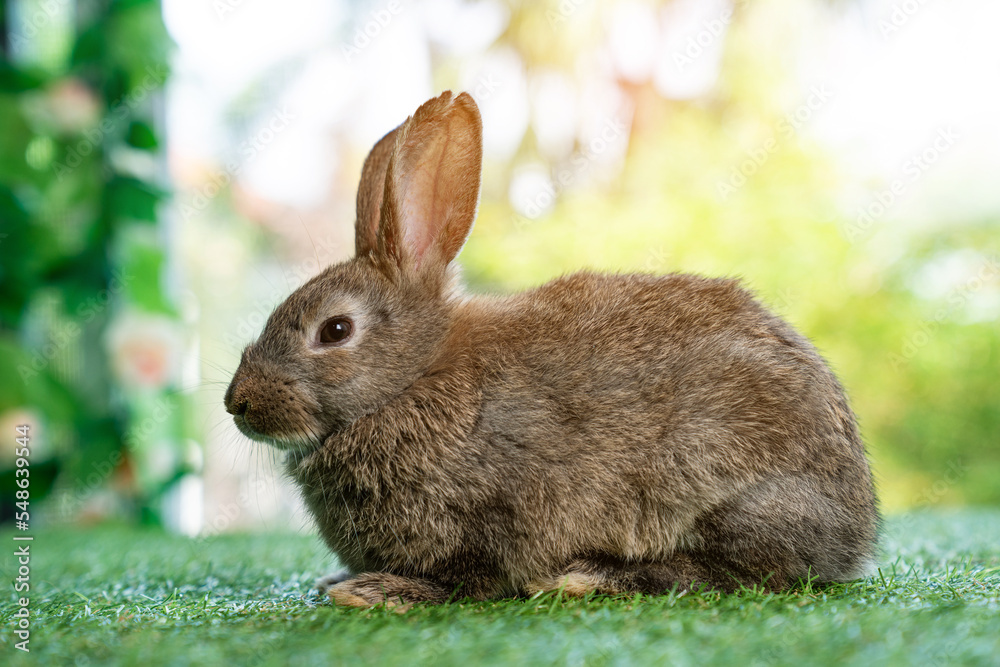 Little cute rabbit sitting on the grass. Bunny on green background. Little cute rabbit sitting on the grass. Bunny on green background.