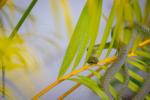 Golden Tree Snake Or Chrysopelea ornata is subtly camouflaged © pandaclub23