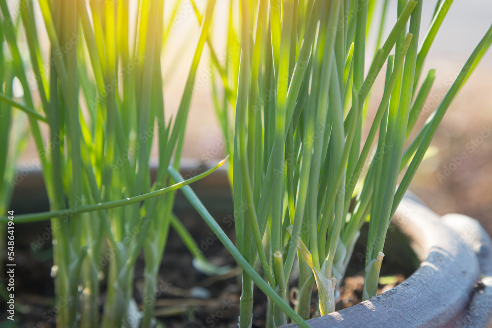 Obraz premium Fresh green onions in pots and morning sunlight