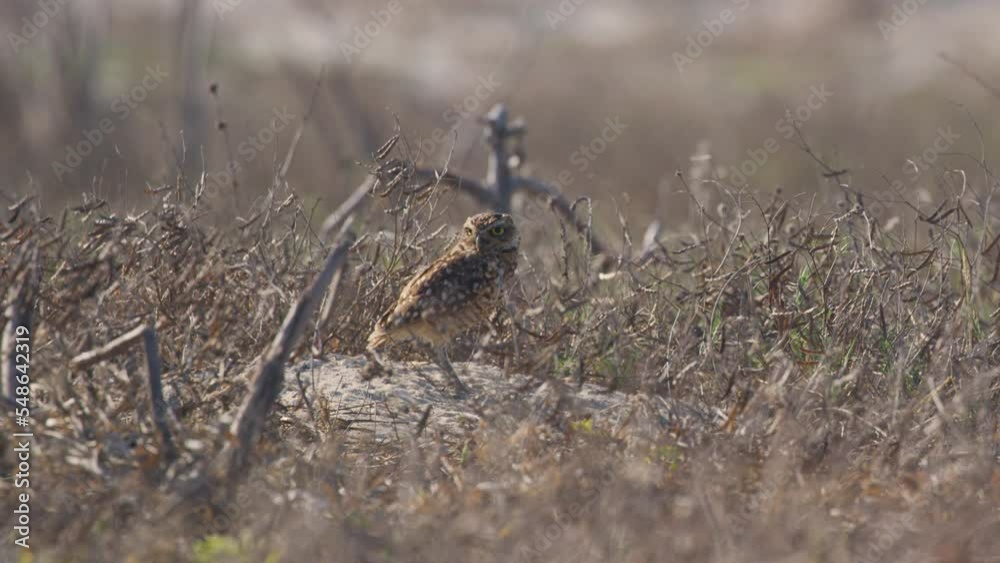 Medium shot of Brazilian Burrowing Owl on branch between dried grass on field during sunny day (Athene cunicularia) Medium shot of Brazilian Burrowing Owl on branch between dried grass on field during sunny day (Athene cunicularia)
