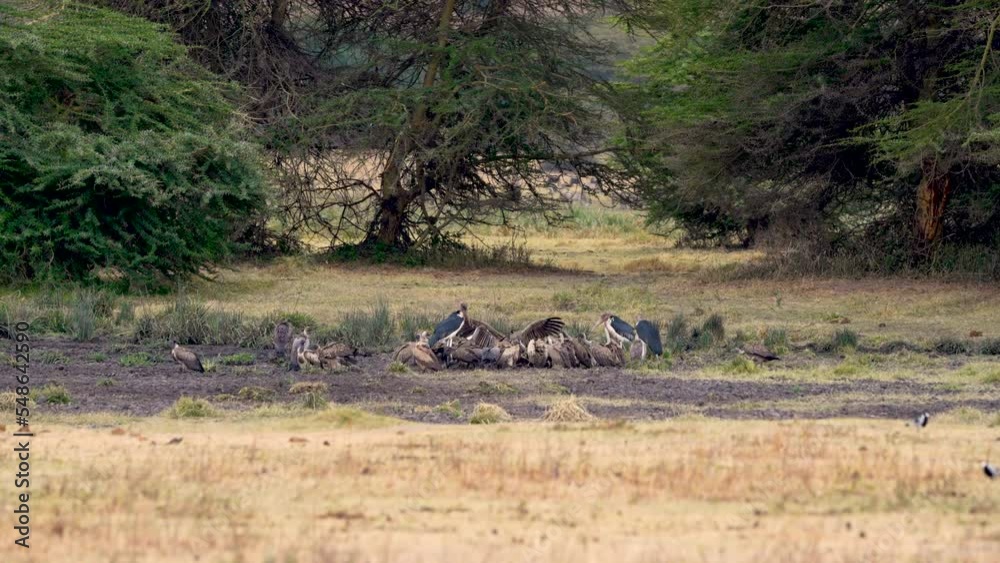 Eurasian griffon vultures and Marabou storks in Ngorongoro preserve Africa gathering, Wide shot Eurasian griffon vultures and Marabou storks in Ngorongoro preserve Africa gathering, Wide shot