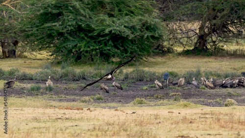 Vulture flying and joining group with like birds and storks with zebras in foreground in Ngorongoro preserve Africa, Follow shot photo