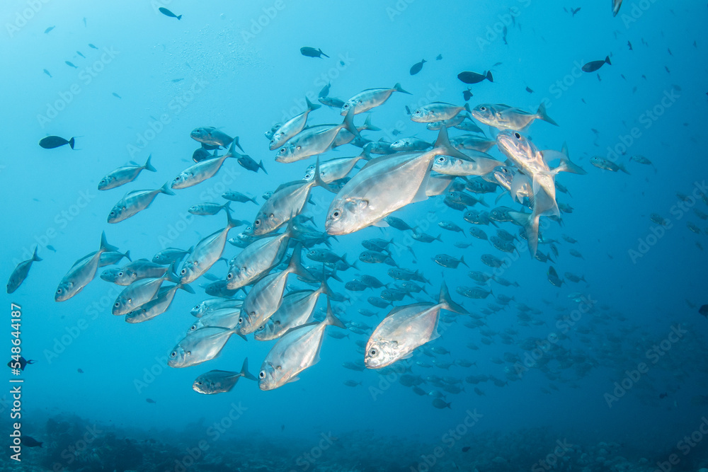 Fototapeta premium Cottonmouth jackfish
