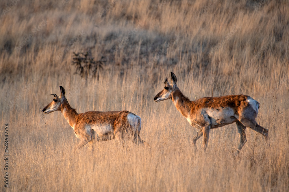 Obraz premium Pronghorn (Antilocapra americana)