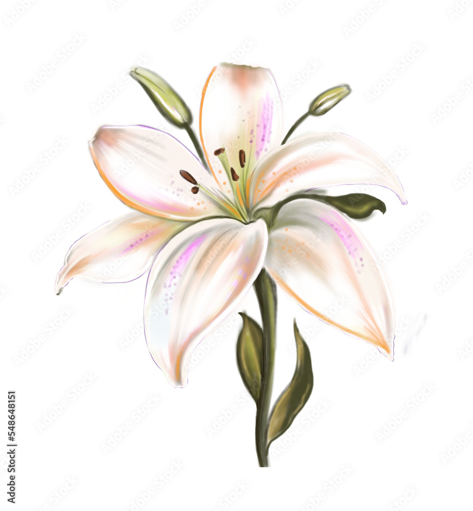 lily isolated on white. Flower hand-draw cartoon