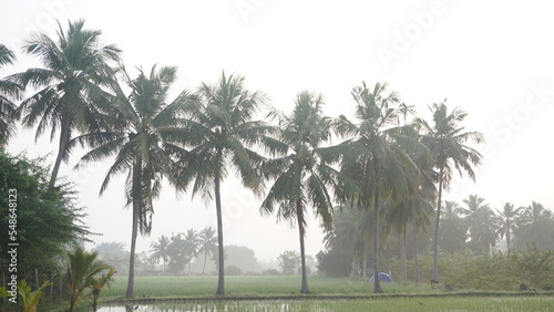 Early morning village field