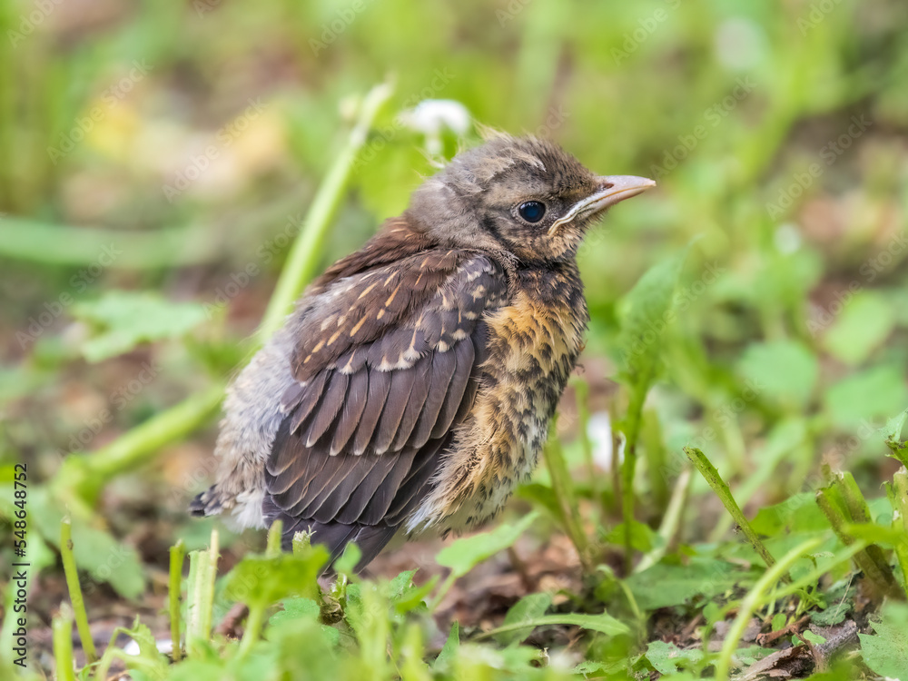 A fieldfare chick, Turdus pilaris, has left the nest and sitting on the spring lawn. A fieldfare chick sits on the ground and waits for food from its parents. A fieldfare chick, Turdus pilaris, has left the nest and sitting on the spring lawn. A fieldfare chick sits on the ground and waits for food from its parents.