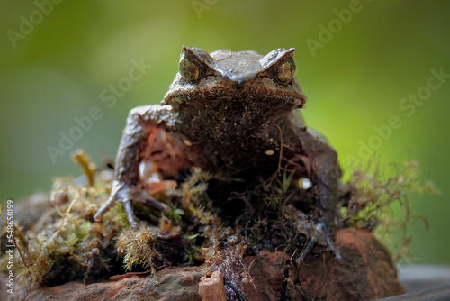 Asian horned frog megophrys montana
