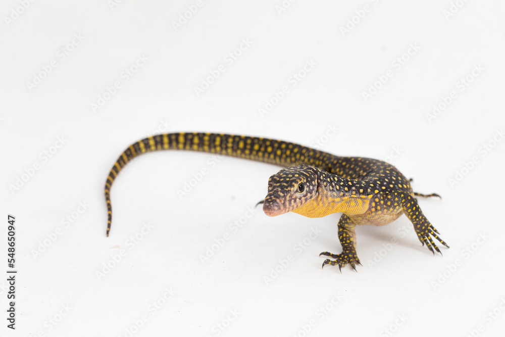 Naklejka premium The mangrove monitor or Western Pacific monitor lizard (Varanus indicus) isolated on white background 
