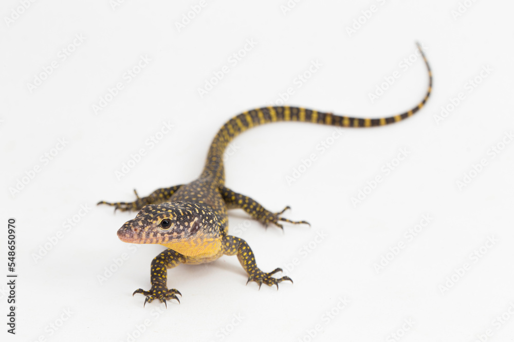 Naklejka premium The mangrove monitor or Western Pacific monitor lizard (Varanus indicus) isolated on white background 
