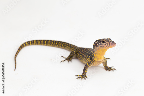The mangrove monitor or Western Pacific monitor lizard (Varanus indicus) isolated on white background
