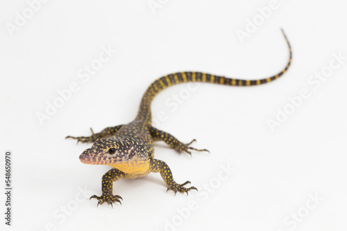 The mangrove monitor or Western Pacific monitor lizard  Varanus indicus  isolated on white background 